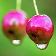 Nature Photography - Fruit Trees Poster