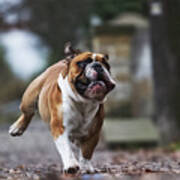 Crazy English Bulldog Puppy Running Poster