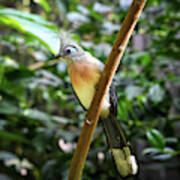 Crested Coua - Bird Of Madagascar Poster