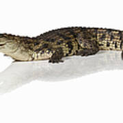 Crocodile Crocodylus Poster