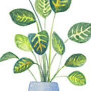 Croton In Blue Pot Poster