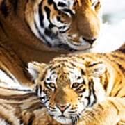 Cub Resting On His Mother Poster