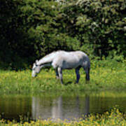 Cumbria. Ulverston. Horse By The Canal Poster