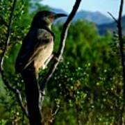 Curve-billed Thrasher On Creosote Poster