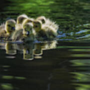 Cute Baby Canada Geese Poster