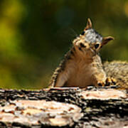 Cute Squirrel Poster