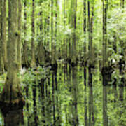 Cypress Swamp Reflections Poster