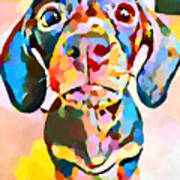 Dachshund 7 Poster