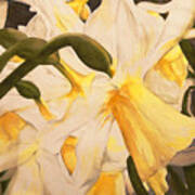 Daffodil Abstraction Poster
