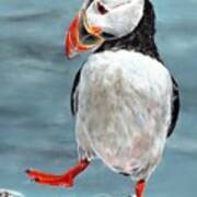 Dancing Puffin Poster