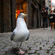 Dancing Seagull In Saint-malo Poster