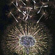 Dandelion Clock As Artwork Poster