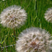 Dandelion Fluff Poster