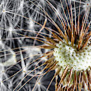 Dandelion Seed Pod Poster