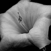Datura In Black And White Poster