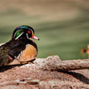 Dc Wood Duck Poster