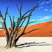 Dead Tree In Deadvlei, Namibia Poster
