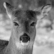Deer In Black  White Poster