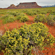 Desert Blooming In Castle Valley Utah Poster