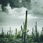 Desert Storm In Arizona Poster