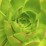Detail Of A Fresh Green Succulent Plant With Pure Raindrops On Its Colorful Leaves Poster