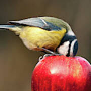 Detailed Blue Tit With Beak Inside A Red Apple Poster