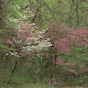 Dogwood And Redbud In Virginia Poster
