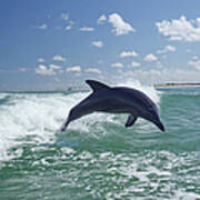 Dolphin Playing Poster