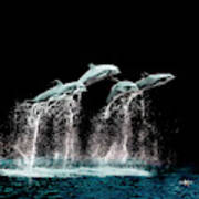 Dolphins On The Fly Poster