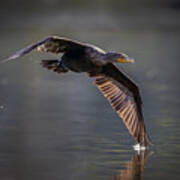 Double-crested Cormorant Poster