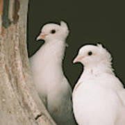 A Pair Of Doves Poster