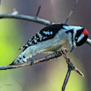 Downy Woodpecker Poster