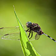 Dragonfly On Green Leaf With Shadow Poster