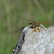 Dragonfly On Rock Poster
