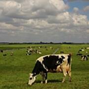 Dutch Cows Poster