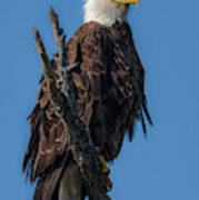 Eagle On A Snag Poster