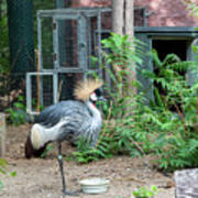 East African Crowned Crane Poster