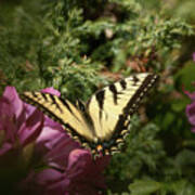 Eastern Tiger Swallowtail On Rhododendron Poster