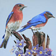 Eastern Bluebird Duo Poster