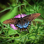 Eastern Tiger Swallowtail - Dark Morph Poster