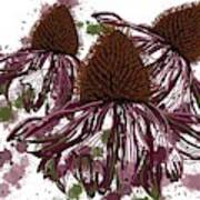 Echinacea Flowers Line Poster
