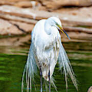 Great Egret Drying Poster