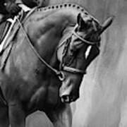 Elegance - Dressage Horse Large Poster