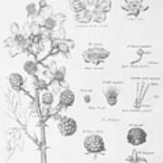 Elements Of Botany I Poster
