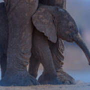 Elephant Calf With Mom Poster
