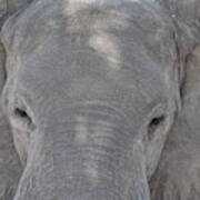 Elephant Closeup Poster