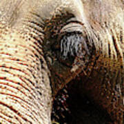 Elephant Eye Poster
