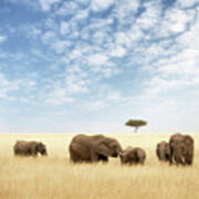 Elephant Group In The Grassland Of The Masai Mara Poster