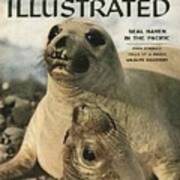 Elephant Seals Sports Illustrated Cover Poster