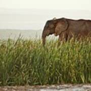 Elephant, South Africa Poster